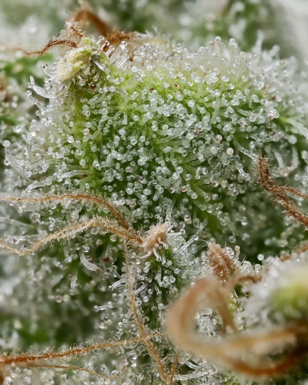 bruce-banner_1_181466