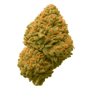 Tangy Lime Indoor 5GR